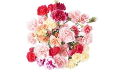 Fresh-cut Mini Carnation Flower Bouquet (10 ct)