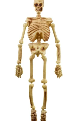 Hanging Plastic Skeleton, 5ft