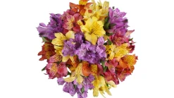 Rainbow Alstroemeria Flower Bouquet (10 ct)