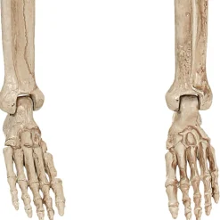 Realistic Hanging Skeleton, 3ft - Halloween Decoration