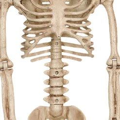 Realistic Hanging Skeleton, 3ft - Halloween Decoration